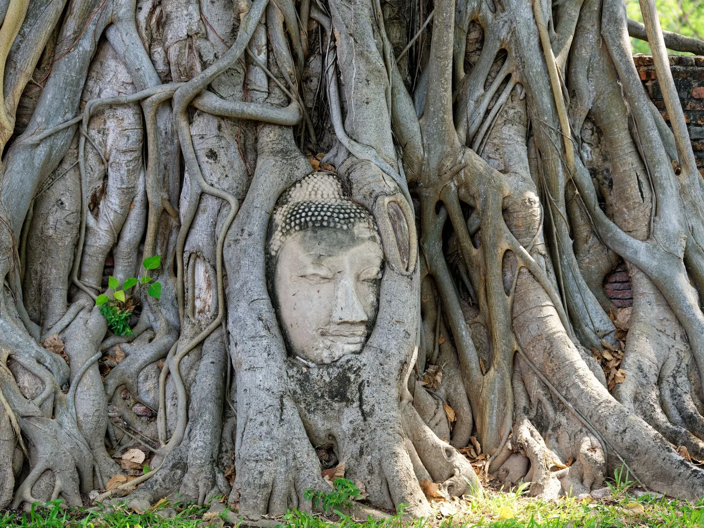 Una testa di Buddha in pietra avvolta dalle radici di un albero al Wat Mahathat, Ayutthaya